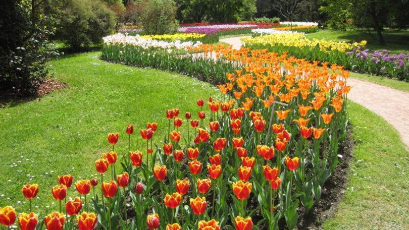 Primavera
